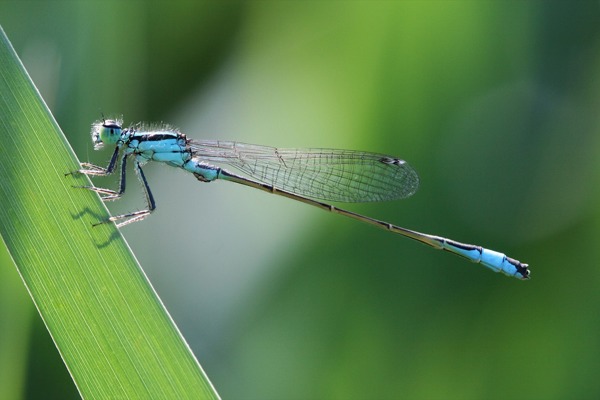 Libelle SB Libelle SB