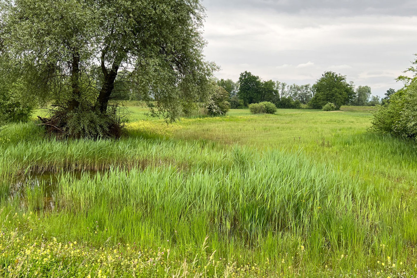 Die Ökologische Infrastruktur ist die grösste Chance für den lang­fristigen Erhalt der Biodiversität in der Schweiz. Im Bild das Naturschutzgebiet Schoren Schachen bei Mühlau (AG). © Stefan Bachmann