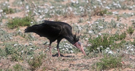 Ein Ibis in der Wüste