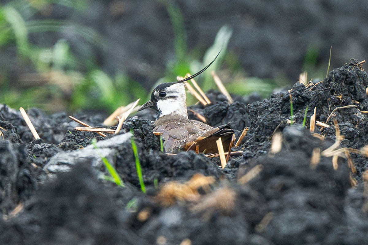 Ki Lapwing Breeding 7998