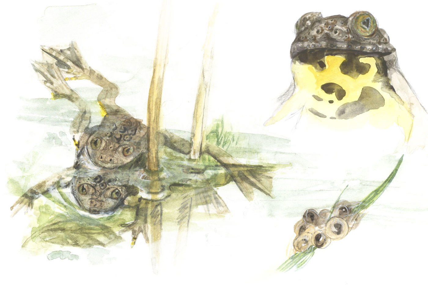 © Maeva Arnold © Maeva Arnold