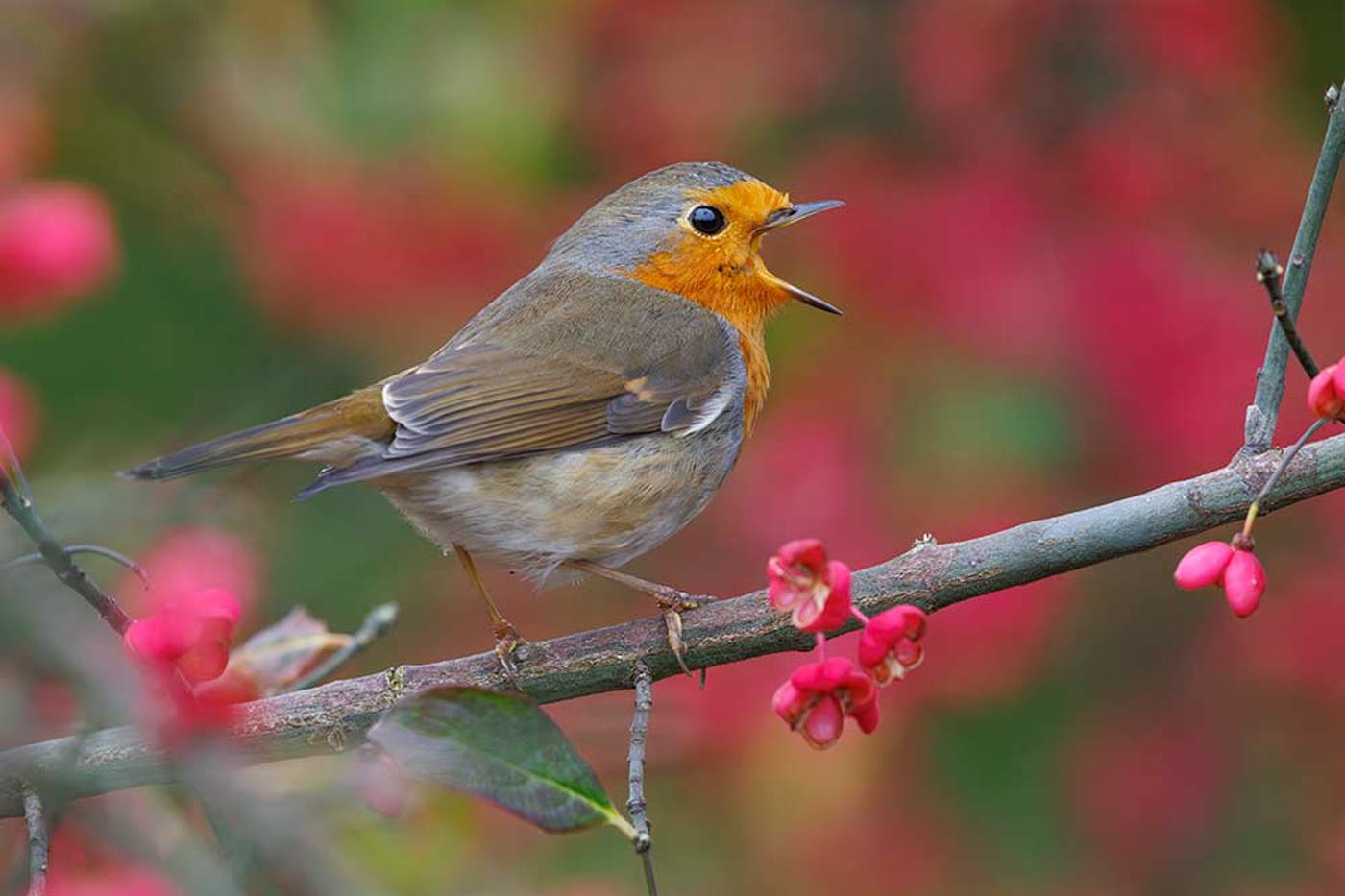 Mit seinem orange-farbenen Brustlatz ist das «Rotbrüstli» beinahe unverkennbar. Sein Gesang ist variantenreich und melodiös. Oft wird er als melancholisch empfunden. © Patrick Donini