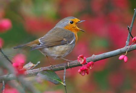 Kleiner Vogel, grosser Latz