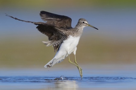 Watvögel im Anflug