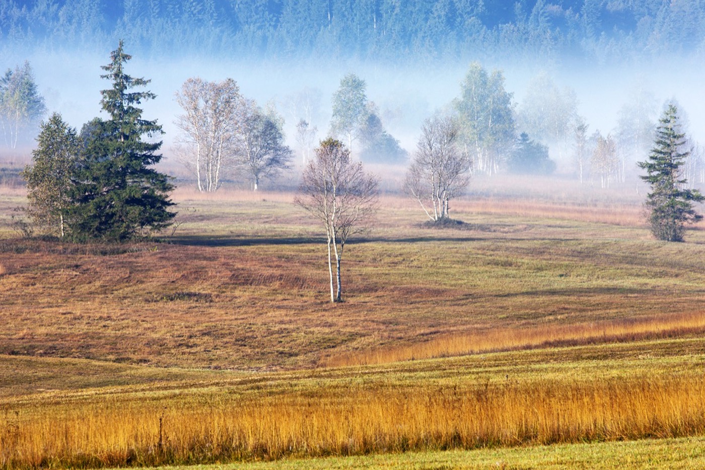 In der Moorlandschaft Rothenthurm brüten noch Wiesenpieper und Braunkehlchen. © Prisma by Dukas Presseagentur GmbH/Alamy