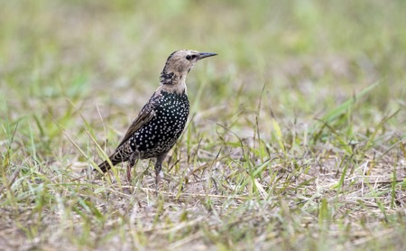 Des Vogels neue Federn