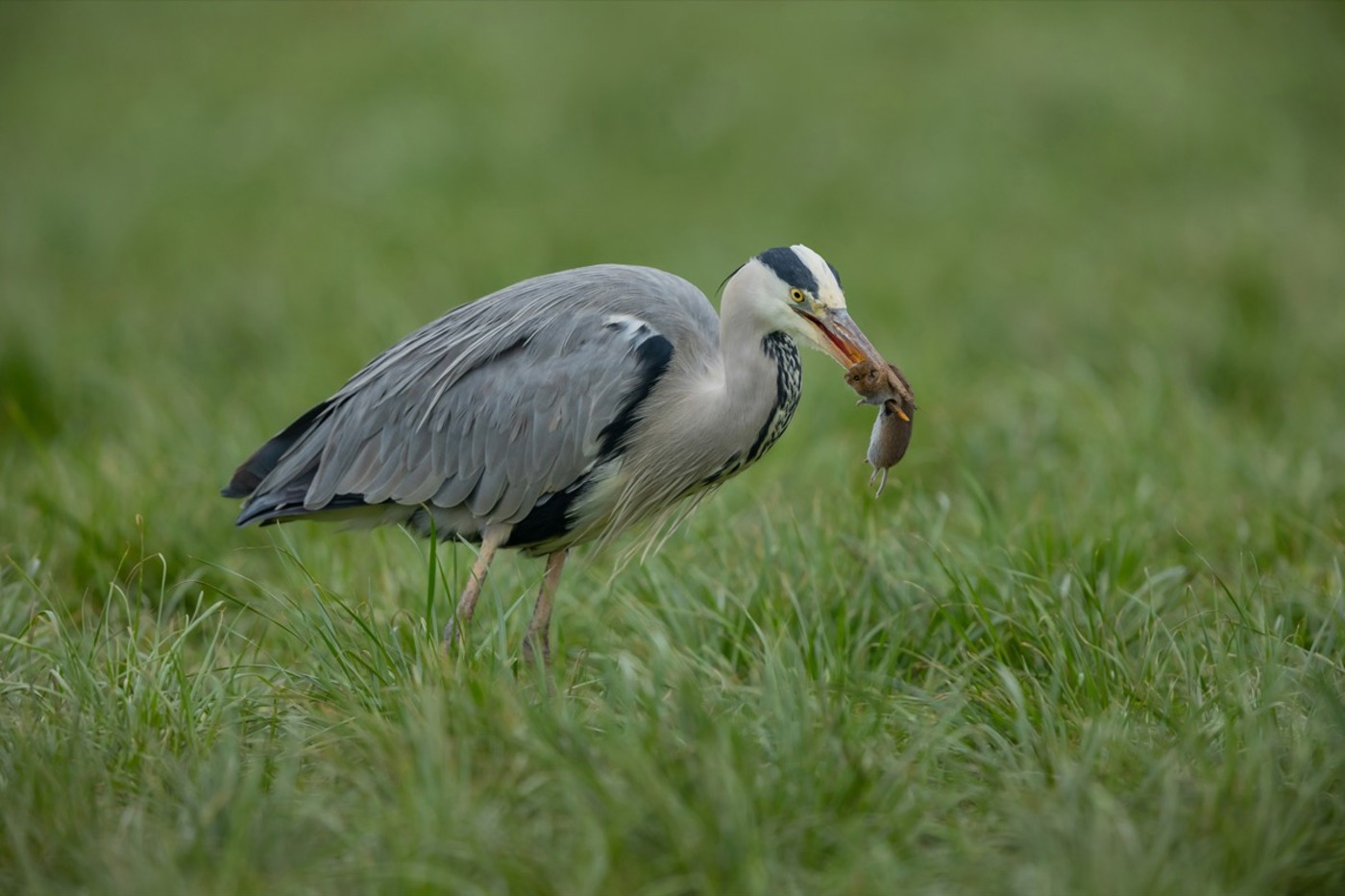 Dank einer Verbandsbeschwerde hat BirdLife Schweiz vor Bundesgericht einen besseren Schutz für geschützte Tierarten wie Graureiher erwirkt.   © Patrick Donini