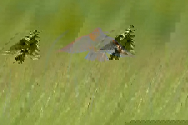 CH Feldlerche MK2N 17102 CH Feldlerche MK2N 17102