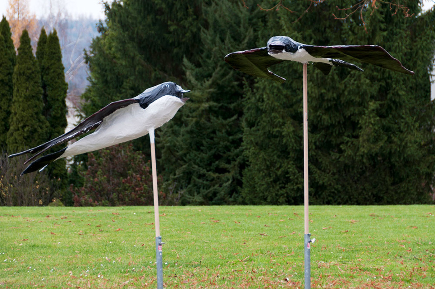 Kampagnezvs Mehlschwalben