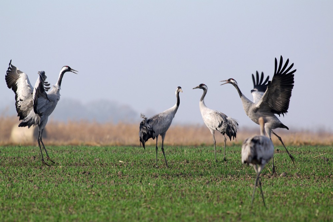 Tanzende Kraniche in der Hortobágy. © Gábor Kovács (alle)