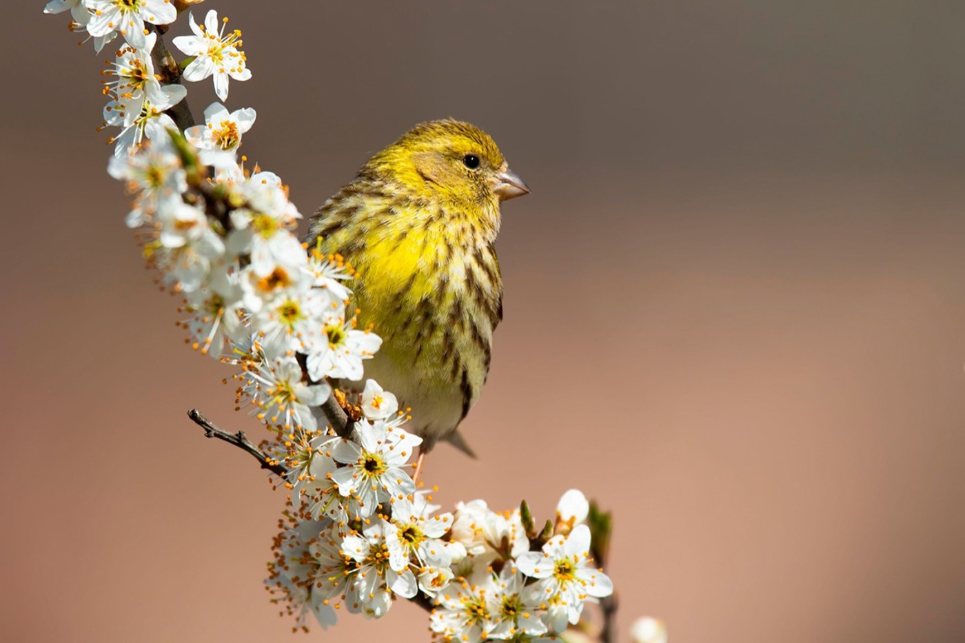 Ein Girlitz-Weibchen, erkennbar an der stark gestreiften Brust. © mauritius images/WildMedia/Alamy