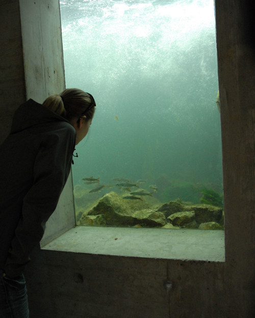 Auen Rupperswil UW 110531 9