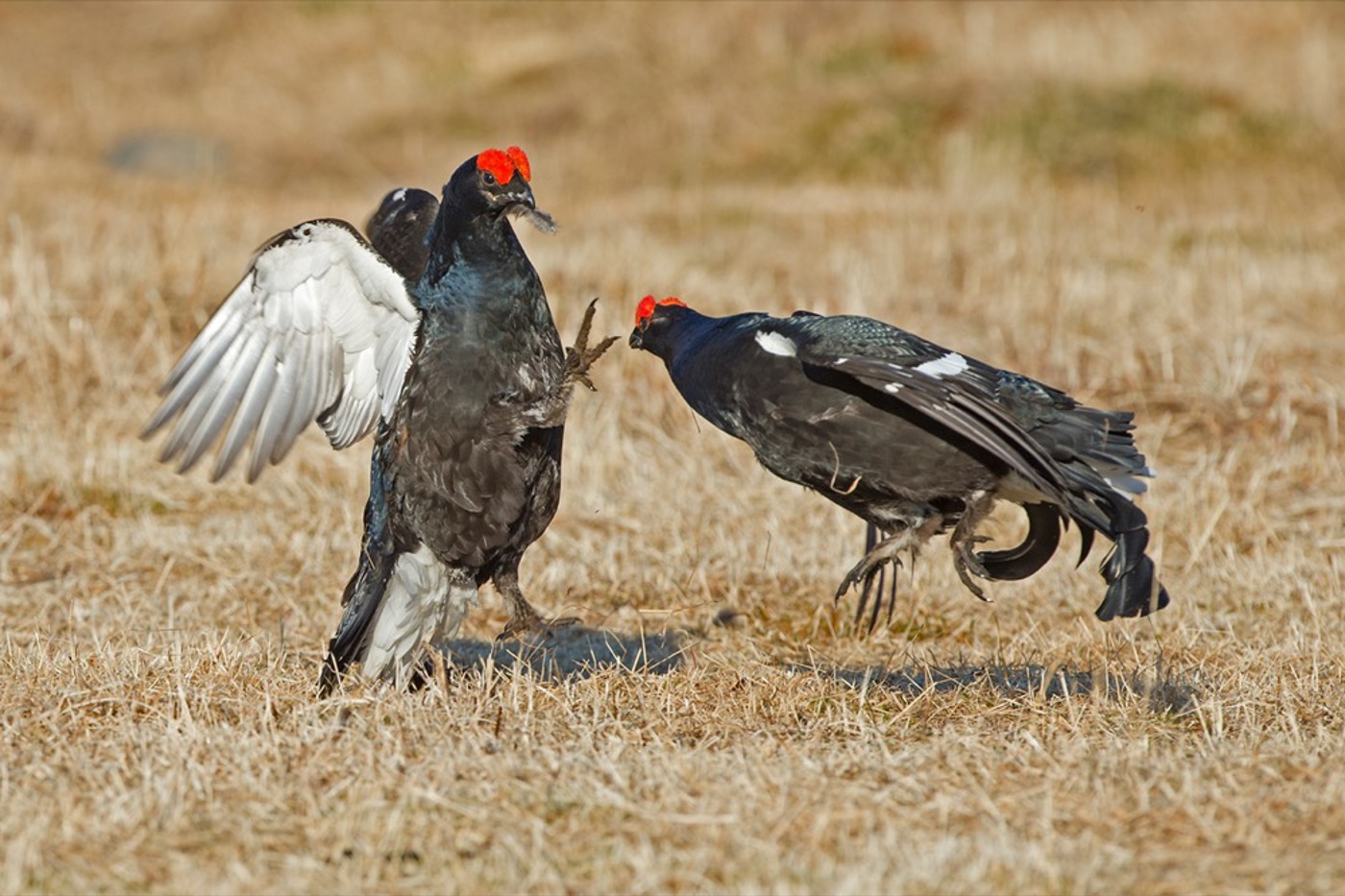 Birkhähne bei der Balz. © Marcel Ruppen