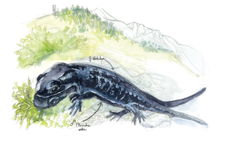 Ein aussergewöhnlicher Salamander