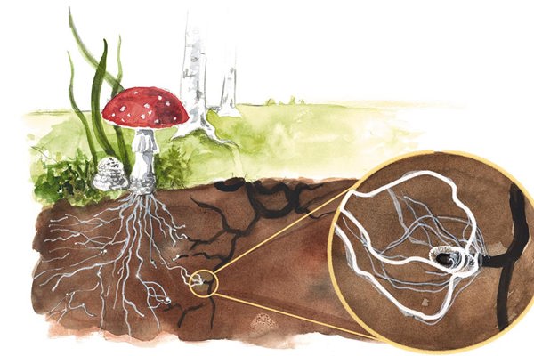 SA Mycelium2 SA Mycelium2