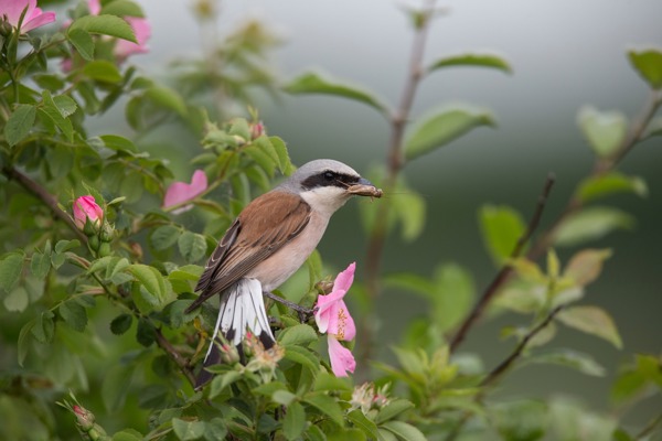 NT 01535270 Kerstinhinze Naturepictlib