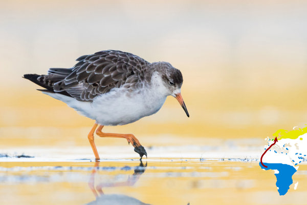 Kampfläufer Ruff RM 170814 MG 9262B