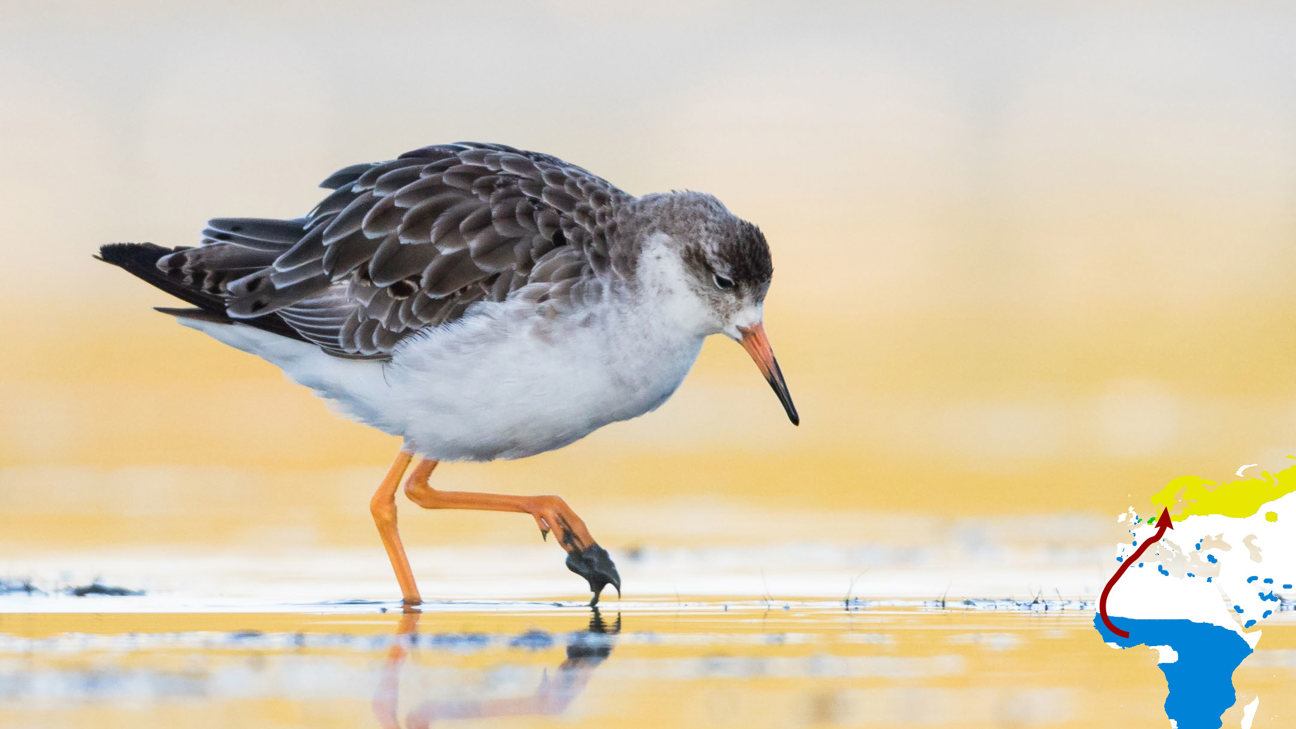 Kampfläufer Ruff RM 170814 MG 9262B