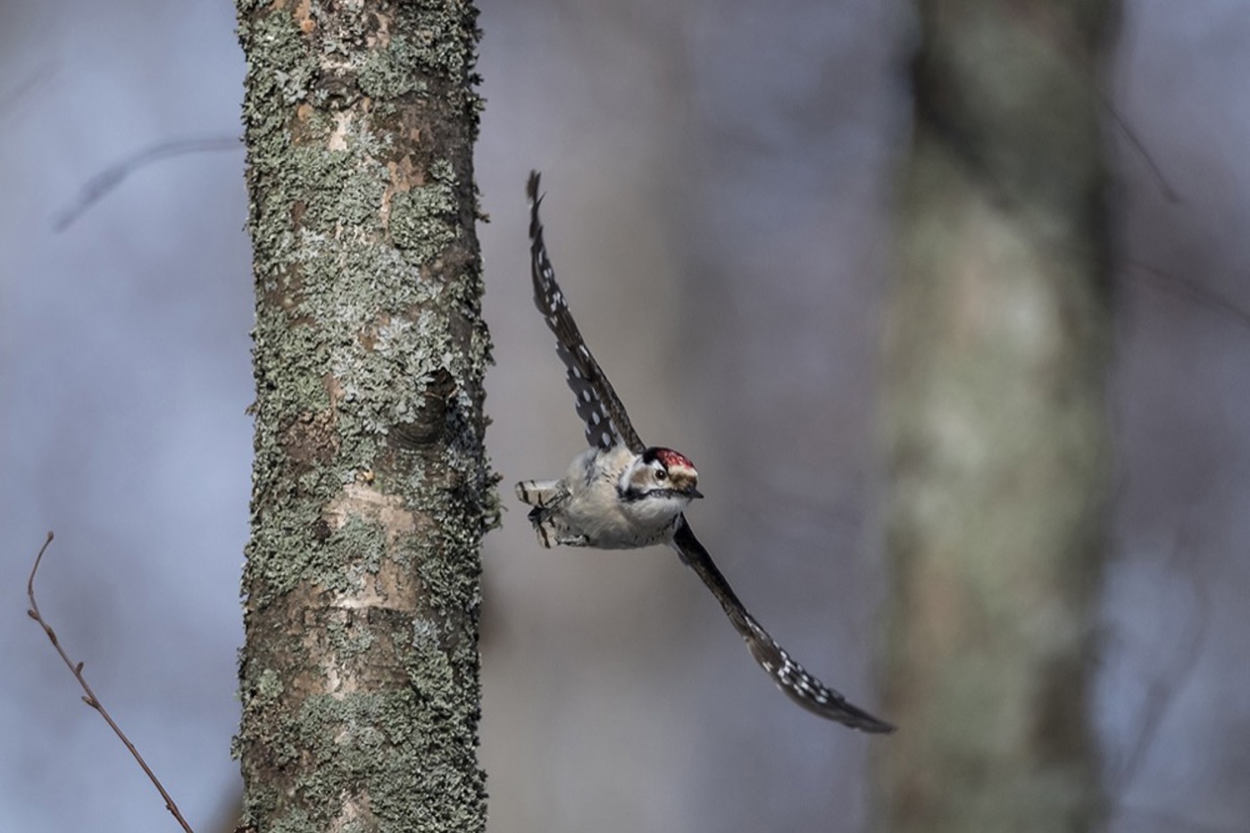 Das Männchen ist an der karminroten Scheitelplatte erkennbar. © Jussi Murtosaari/naturepl.com