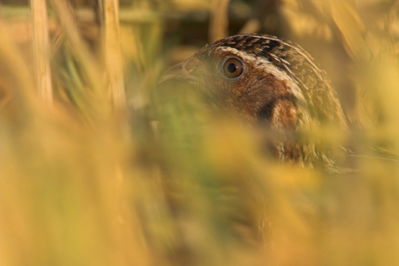 Eher zu hören als zu sehen: die heimliche Wachtel. © Mathias Schäf