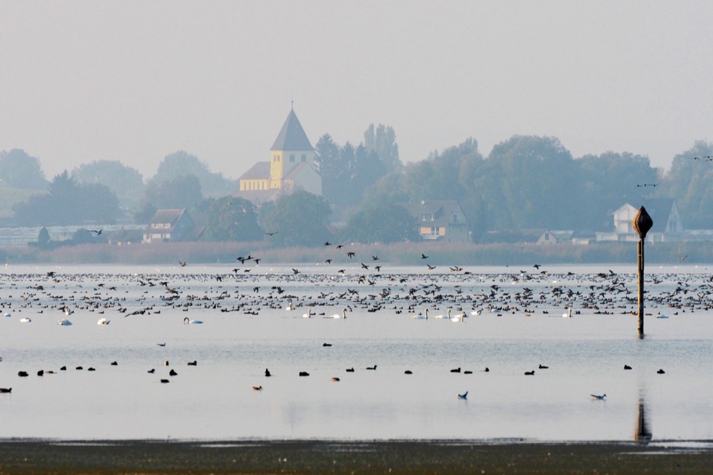 Das Ermatinger Becken bietet den Wasservögeln im Winter einen sicheren Lebensraum. Im seichten Wasser ist viel Nahrung erreichbar. Störungen durch den Menschen sollten vermieden werden. © Stefan Werner