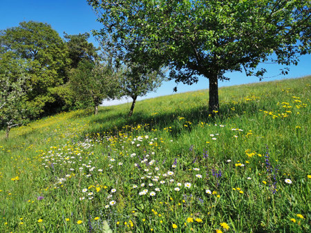 Obst und Biodiversität