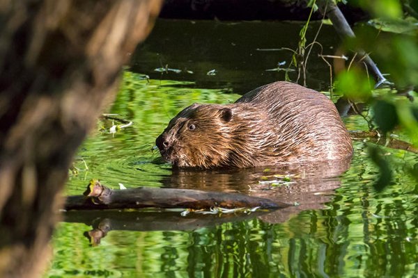 Biber Istock 841433942 Biber Istock 841433942