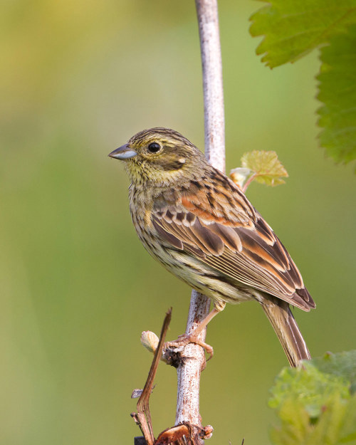 Zaunammer Cirl Bunting Emberiza Cirlus RM 130518 MG 0579
