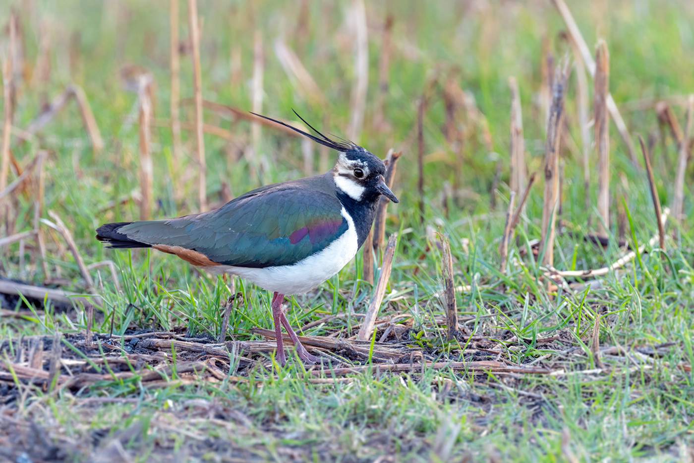 Seit 2015 stagniert der Kiebitzbestand in der Schweiz auf tiefem Niveau. Es braucht neue Ansätze. © Lucas Lombardo