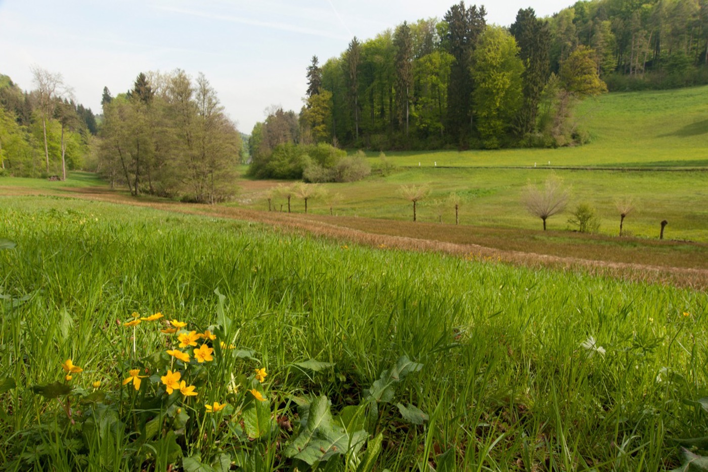 Moore sind wertvolle Lebensräume. Für den Aufbau der Ökologischen Infrastruktur braucht es wieder mehr solche Feuchtgebietsflächen. © Max Reutlinger