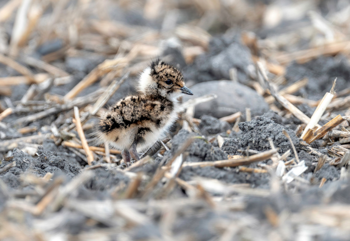 KI Northern Lapwing Juvdsc 7255 28. April 2023 14 15 42 Edit Kopie