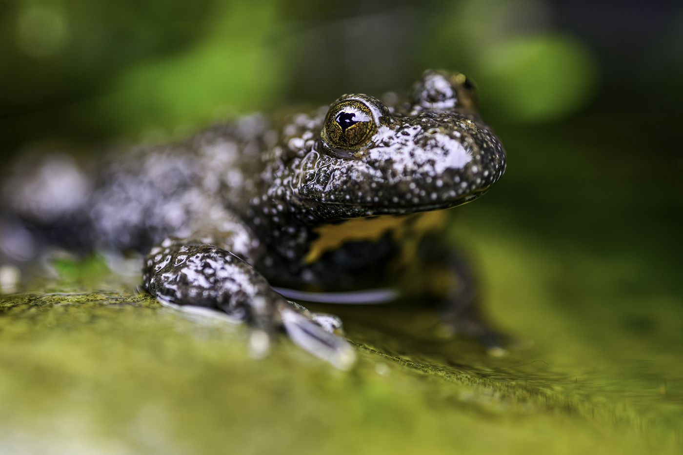  Die Gelbbauchunke ist in der Schweiz gefährdet, regional sogar stark gefährdet. © Nicolas Stettler 