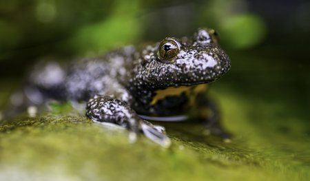 Grosser Einsatz für eine  kleine Unke