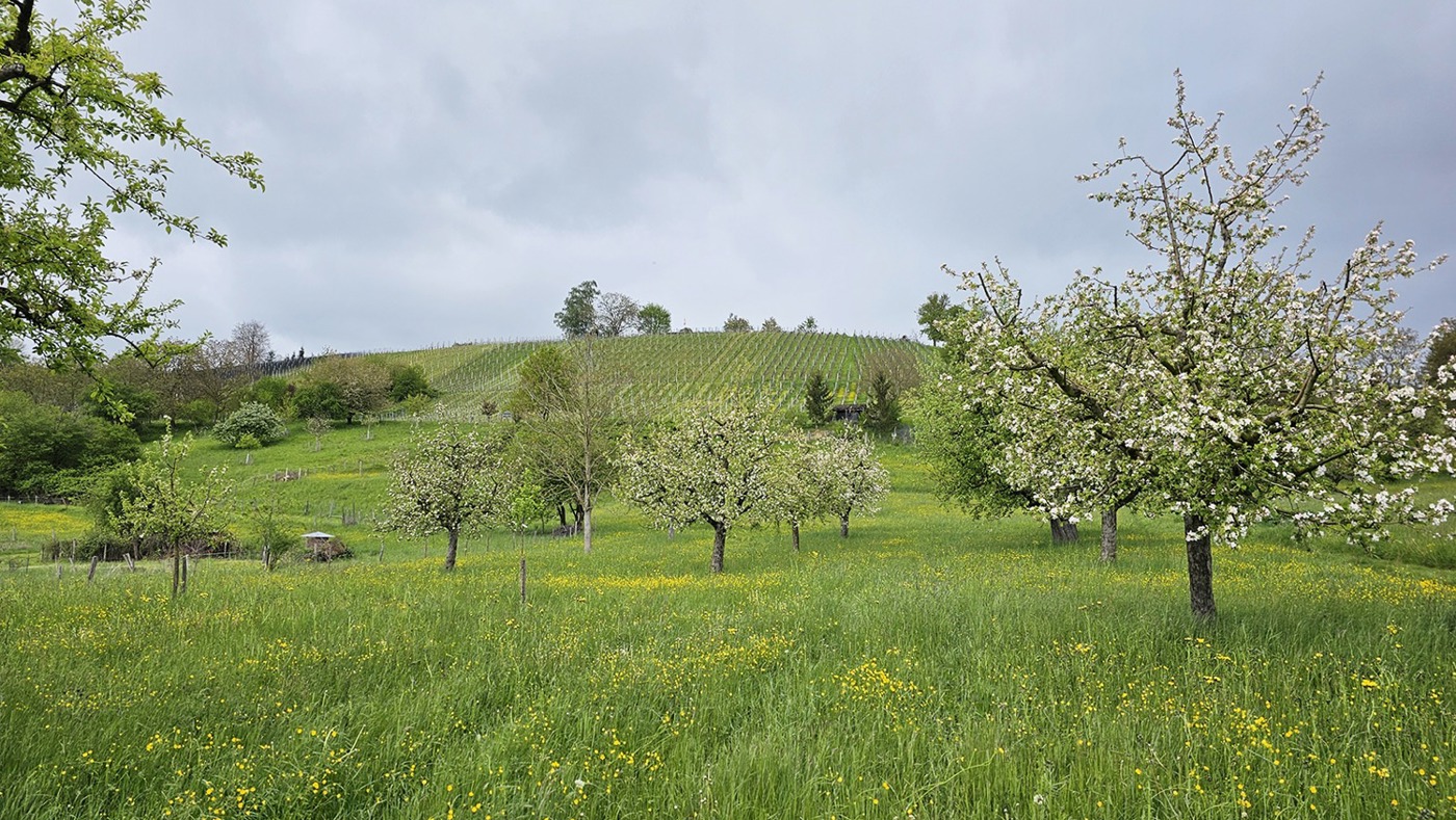 ST 20240420 Rebbergbiel Benken Kopie