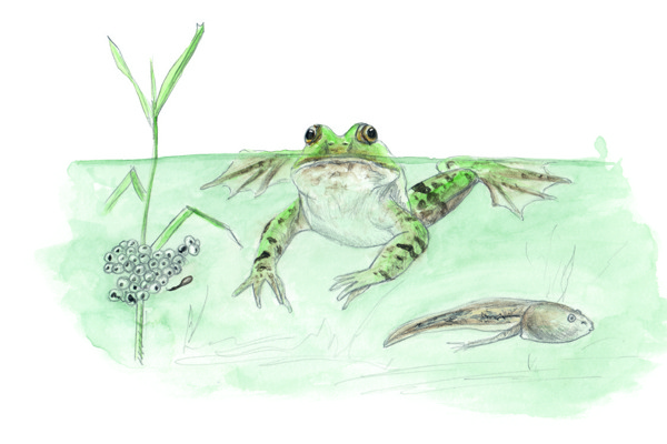 SA Pelophylax Esculentus Gzd Kopie SA Pelophylax Esculentus Gzd Kopie