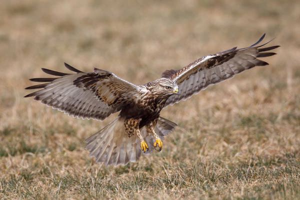 Raufussbussard 4 Ruedi Aeschlimann