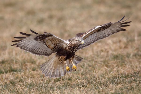 Raufussbussard 4 Ruedi Aeschlimann Raufussbussard 4 Ruedi Aeschlimann