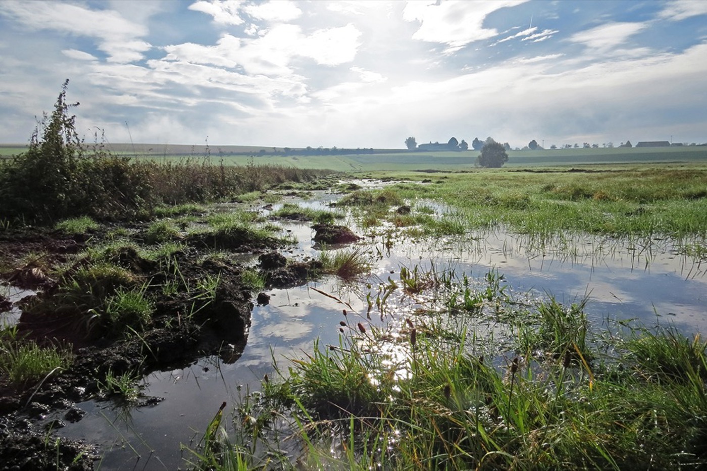 Dank eines grossen Renaturierungsprojektes konnten weite Wiesenflächen wieder vernässt werden. © Jost Einstein