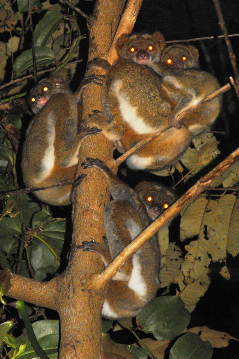Forests Avahi Meridionalis Ravoahangy2
