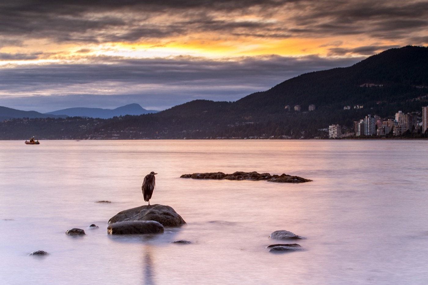 Natur in Grossstadtnähe: Ein Kanadareiher steht vor der Kulisse West-Vancouvers. © Flurin Leugger (alle Fotos)