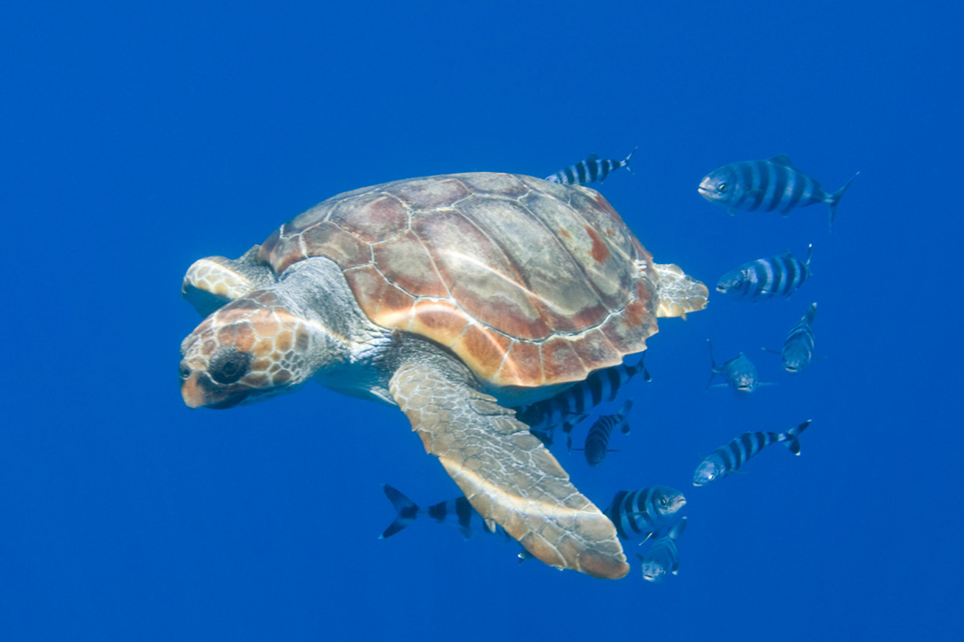 Eine Unechte Karettschildkröte (Caretta caretta) schwimmt in einem Schwarm  Lotsenfische bei den Azoren-Inseln. © Wild Wonders of Europe / Lundgren / naturepl.com