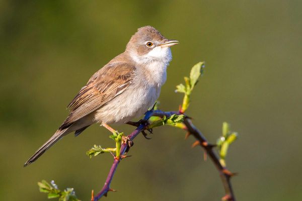 AJ Dorngrasmücke Common Whitethroat Sylvia Communis Ssp. Communis, Germany RM 120417 MG 1635 Edit Kopie AJ Dorngrasmücke Common Whitethroat Sylvia Communis Ssp. Communis, Germany RM 120417 MG 1635 Edit Kopie