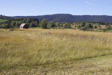 Letzte Chance für die Schwyzer Wiesenbrüter?