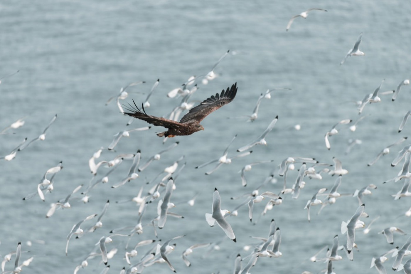 Seeadler. © Michael Gerber