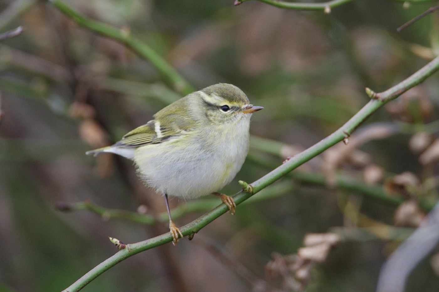 Unverwechselbar – der Gelbbrauenlaubsänger (Phylloscopus inornatus). © Gabriel Schuler