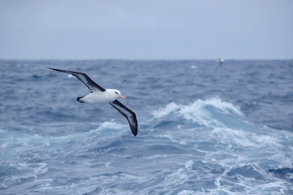 SE Albatross Mauritius 14744243 SE Albatross Mauritius 14744243