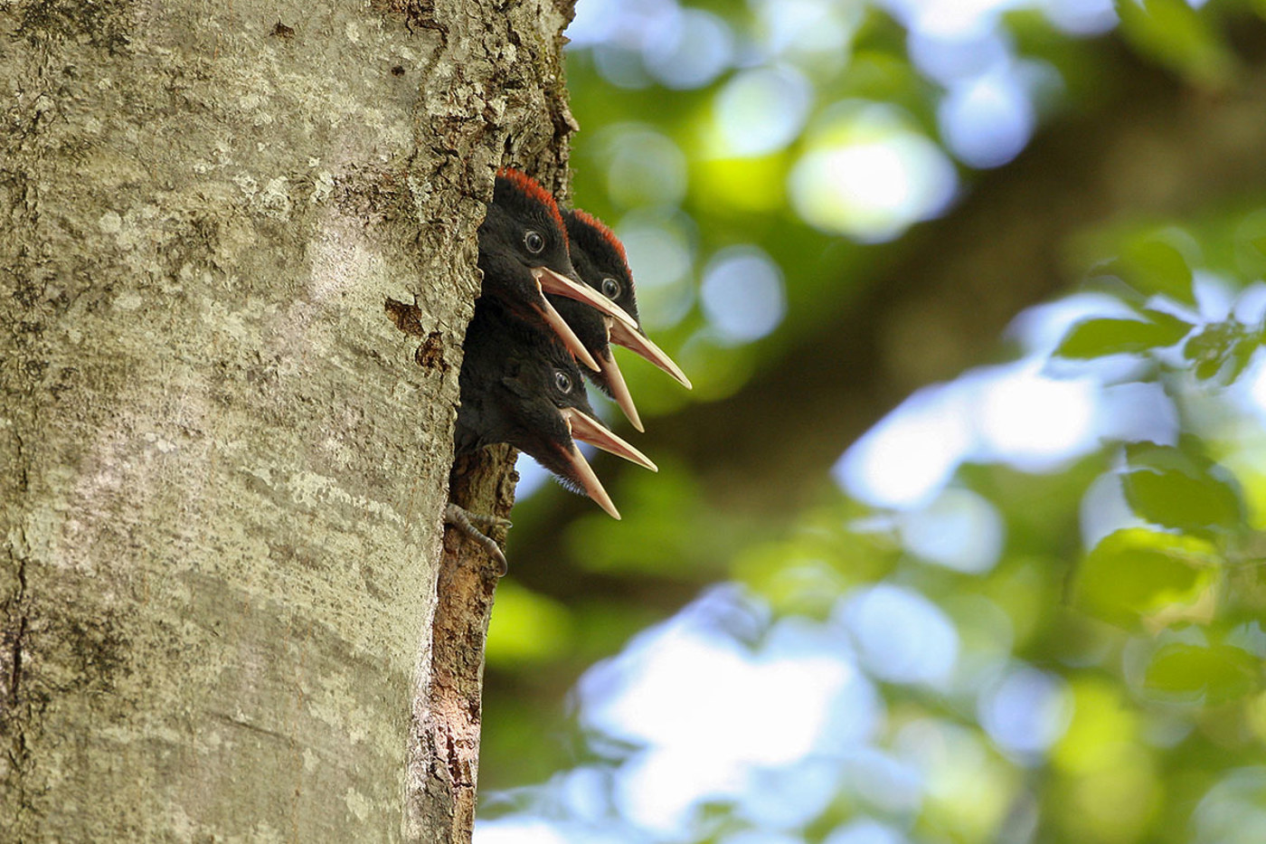 Dem Schwarzspecht geht es heute gut in den in den Schweizer Wäldern. Das soll auch in Zukunft so bleiben. © Erich Lüscher