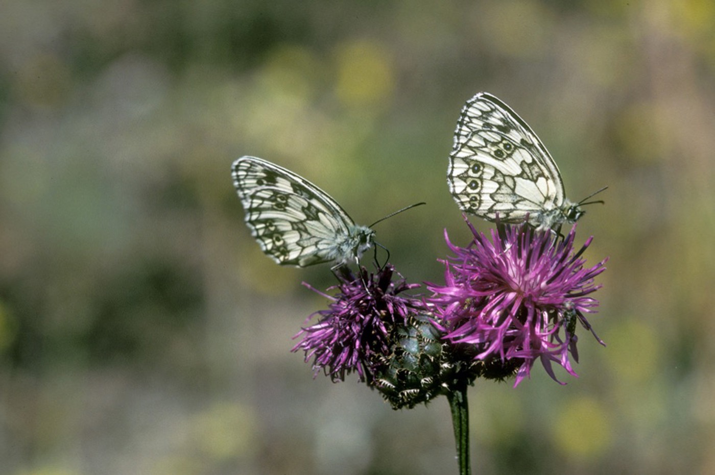 SS 2 46 Melanargia Galathea Akrebs