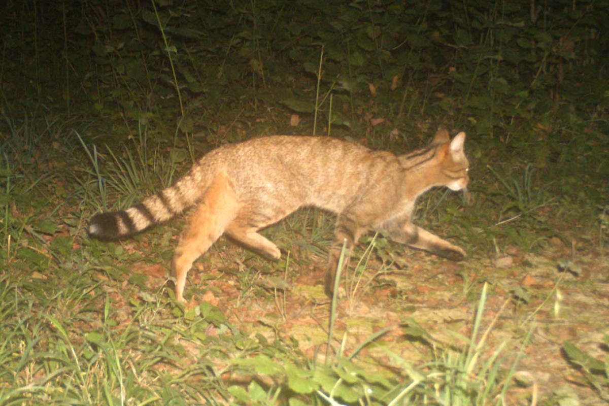 Wildkatze Wildkamera La Sauge 20180912