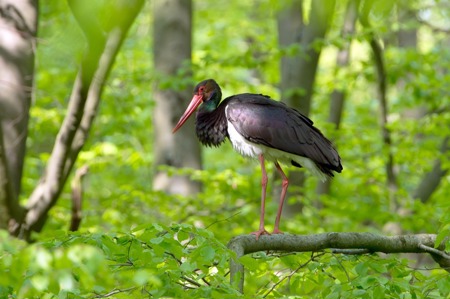 Der Waldstorch kommt